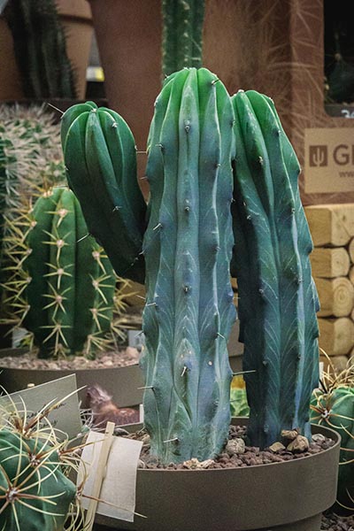 Magnifique cactus rare d'un vert bleuté